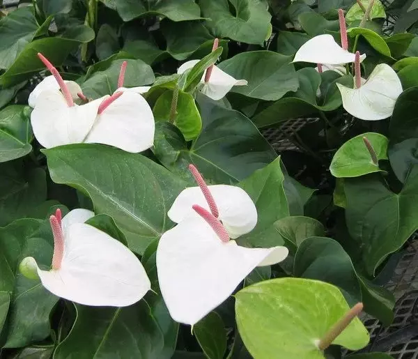 plant/Anthurium White Heart starter plant growers choice-0