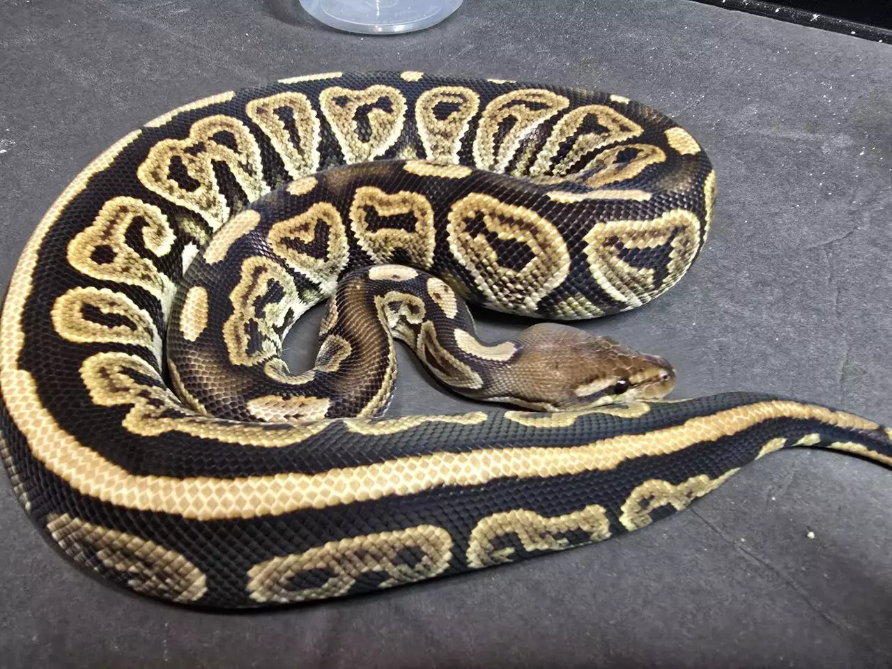 plant/Black Pastel DBL het Hypo Candy/Albino pos het Pied-2