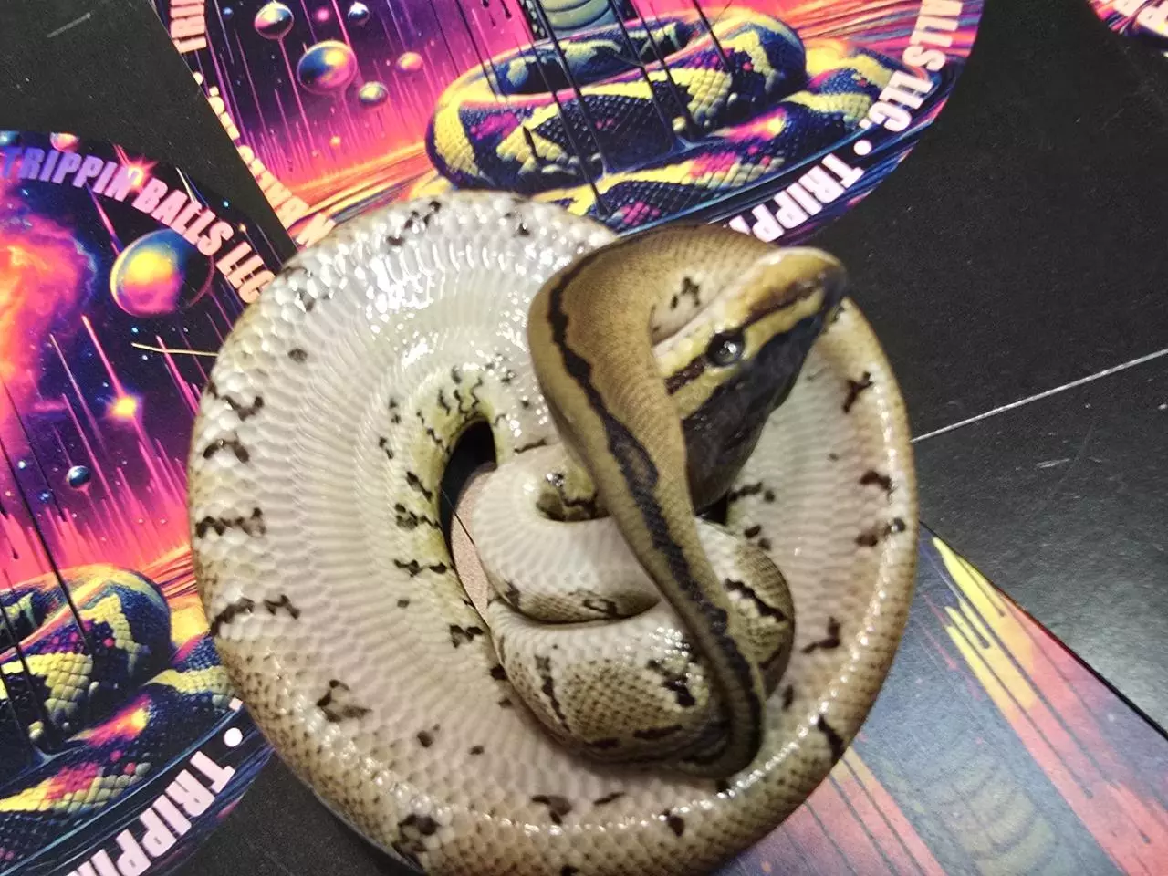 plant/Pinstripe 66% het Tri-stripe Male-2