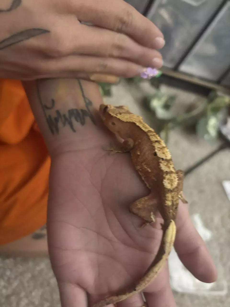 plant/Pink Harley Sub adult female-1