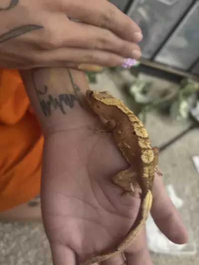 plant/Pink Harley Sub adult female-1-thumbnail