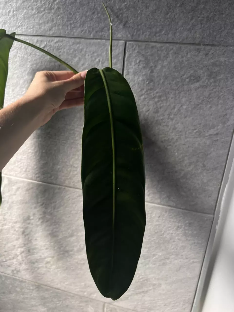 plant/Philodendron Patriciae-1