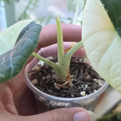 plant/Maharani albo corm Half moon mom-3-thumbnail