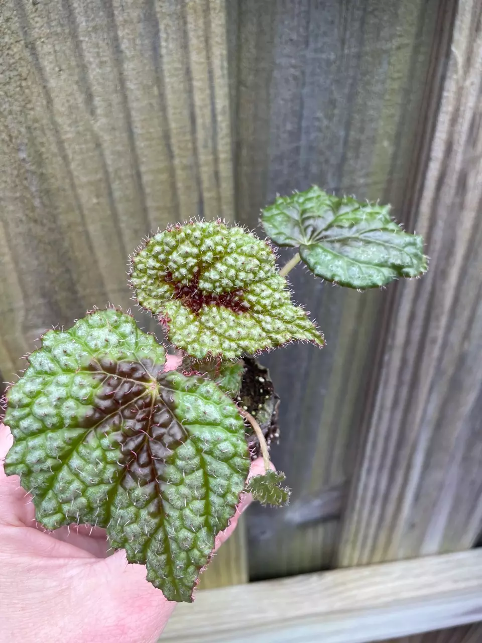 plant/Begonia Masoniana Iron Cross starter plant growers choice RR3-1