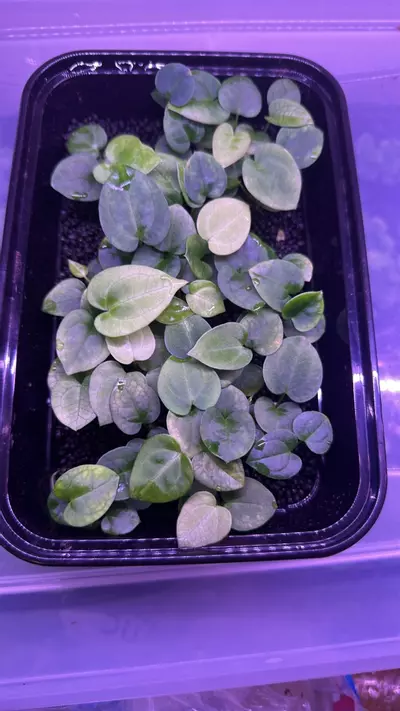 plant/1 Anthurium blue velvet x AOS X Carla x Bvep-3-thumbnail