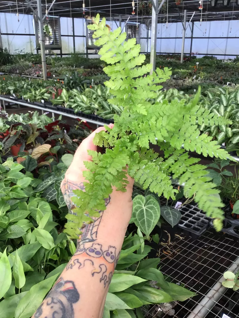 plant/Lace Fern starter plant growers choice-4