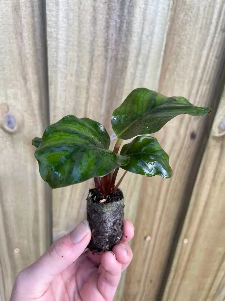 plant/Calathea Fasciata “Rotundiflora” starter plant growers choice-1