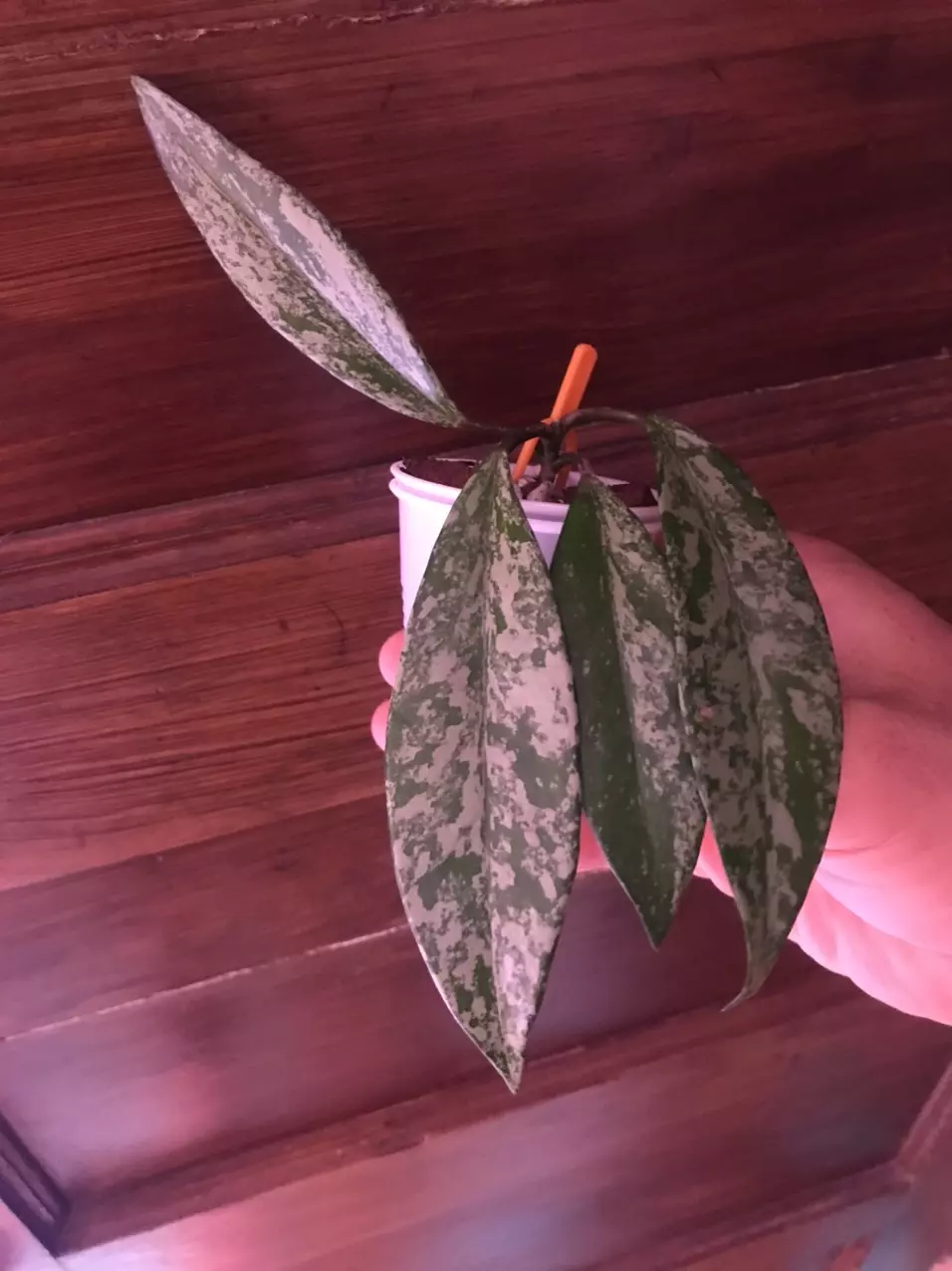 plant/Hoya Pubicalyx Red Buttons Splash-0