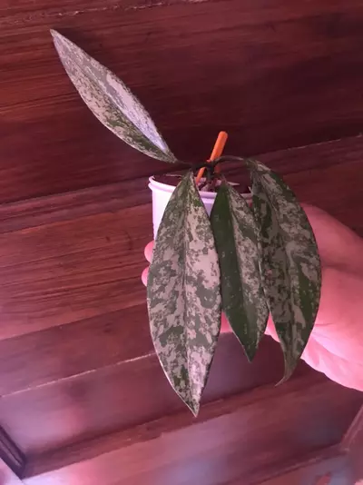 plant/Hoya Pubicalyx Red Buttons Splash-0-thumbnail