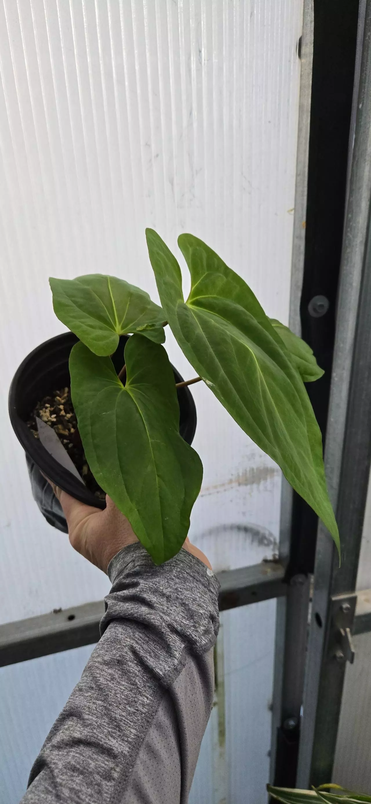 plant/Anthurium papillilaminum (Ree Gardens x Old Lineage)-1