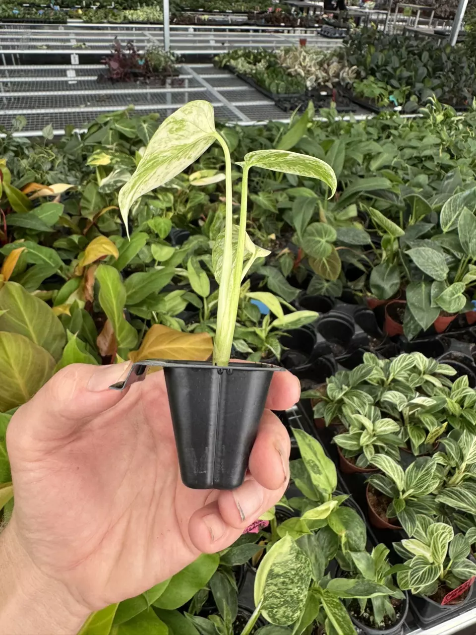 plant/Monstera white monster starter plant growers choice-7