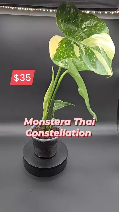 plant/Monstera Thai Constellation- 4" pot-0-thumbnail