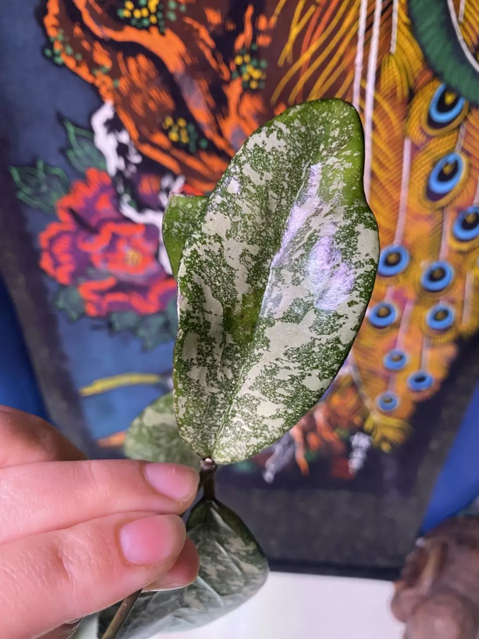 plant/Hoya Crassipetiolata x Michelle (AH Clone 2) Cutting-1