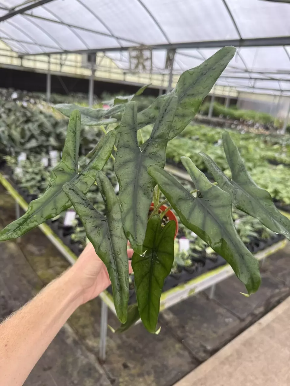 plant/Alocasia purple cloak 4” pot growers choice-1