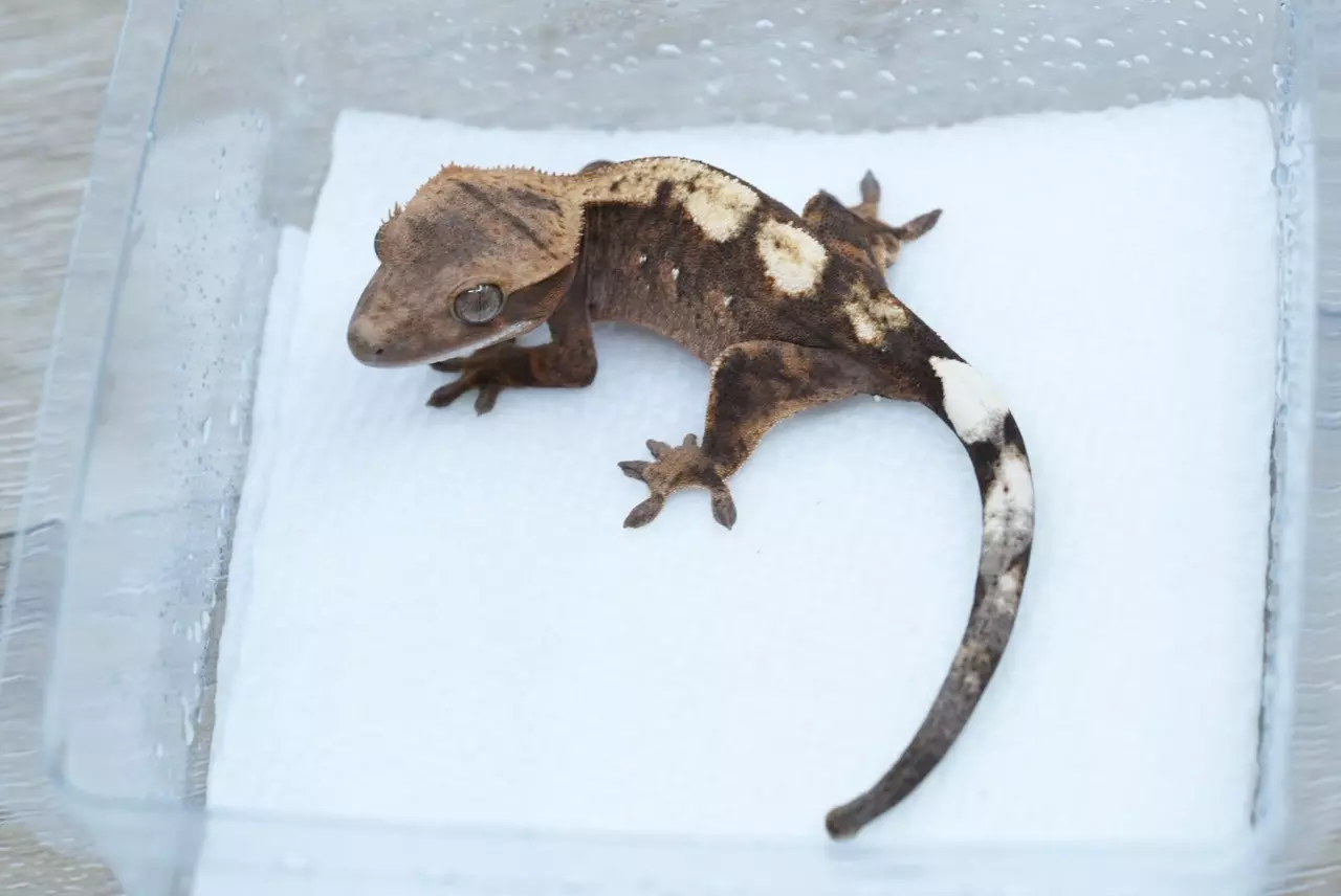 plant/T65 66% het axanthic npv sable yellow base-1