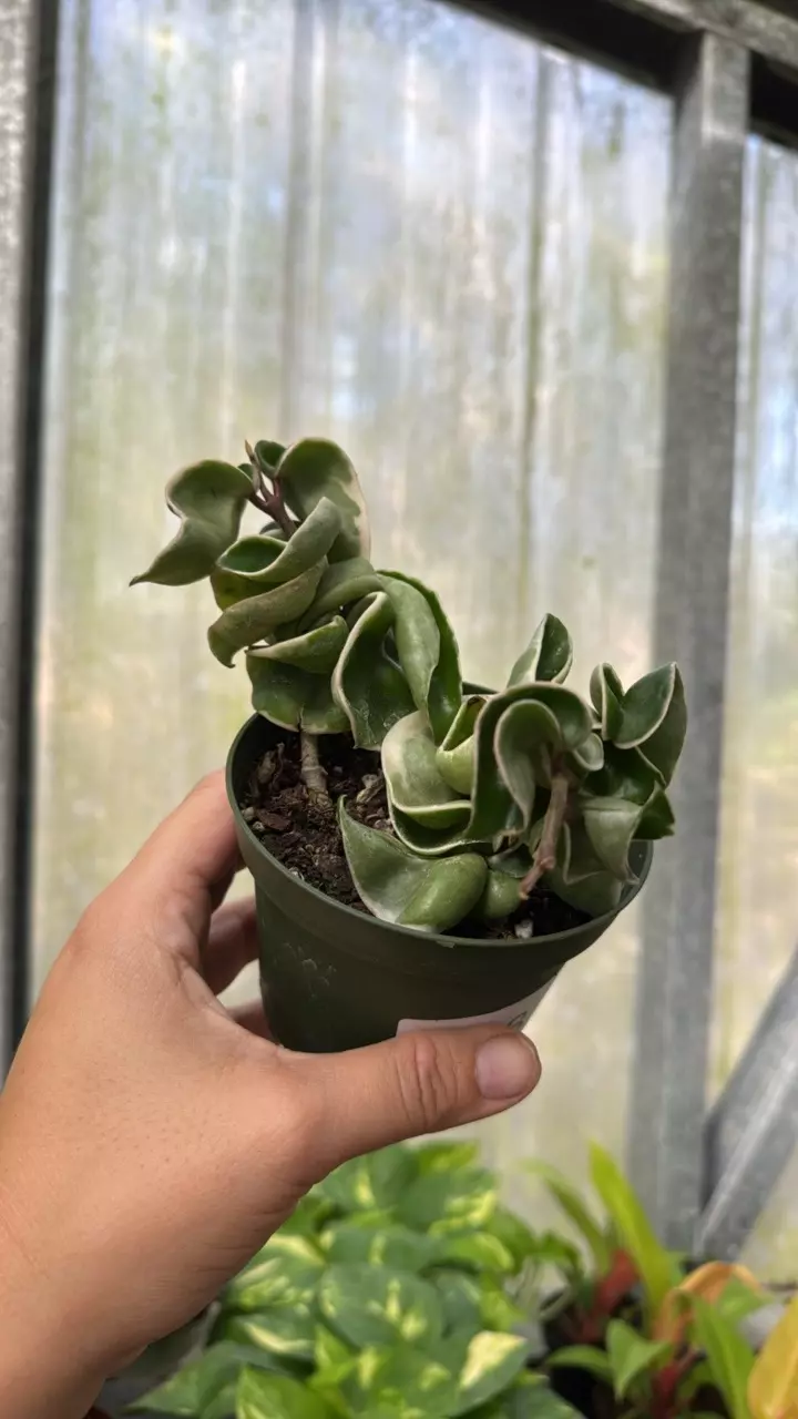 plant/183 Variegated Hoya Compacta-0