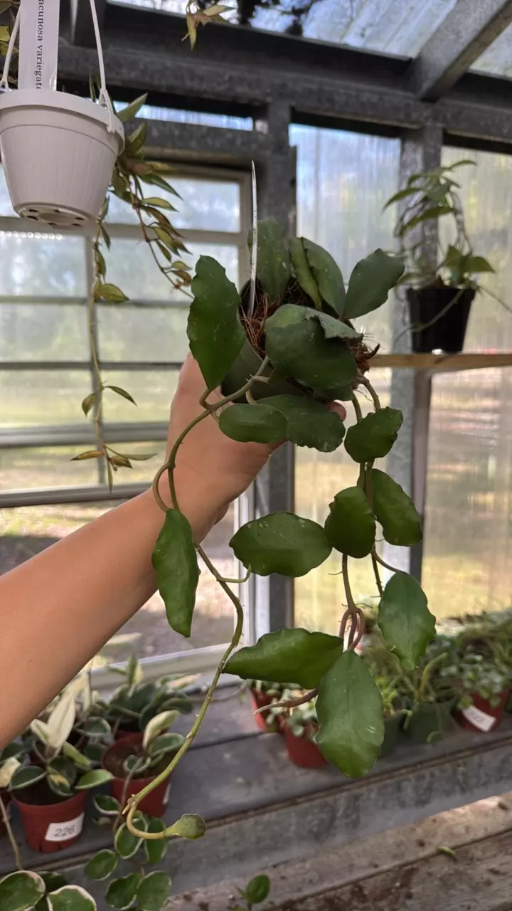 plant/180 Hoya Waymaniae-0