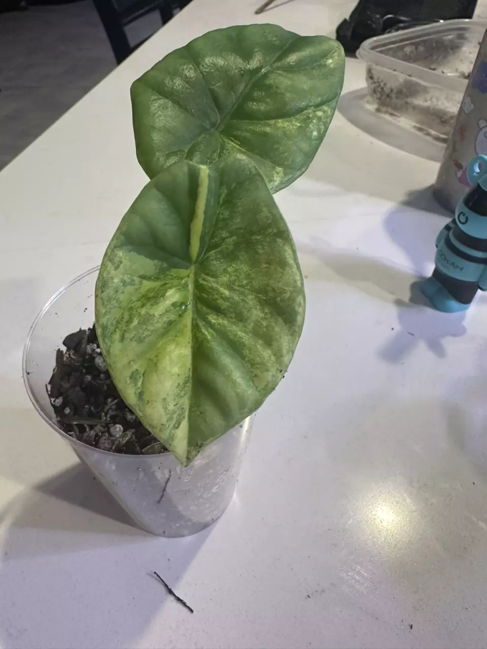 plant/Alocasia Sinuata Quilted Dreams Variegated-1