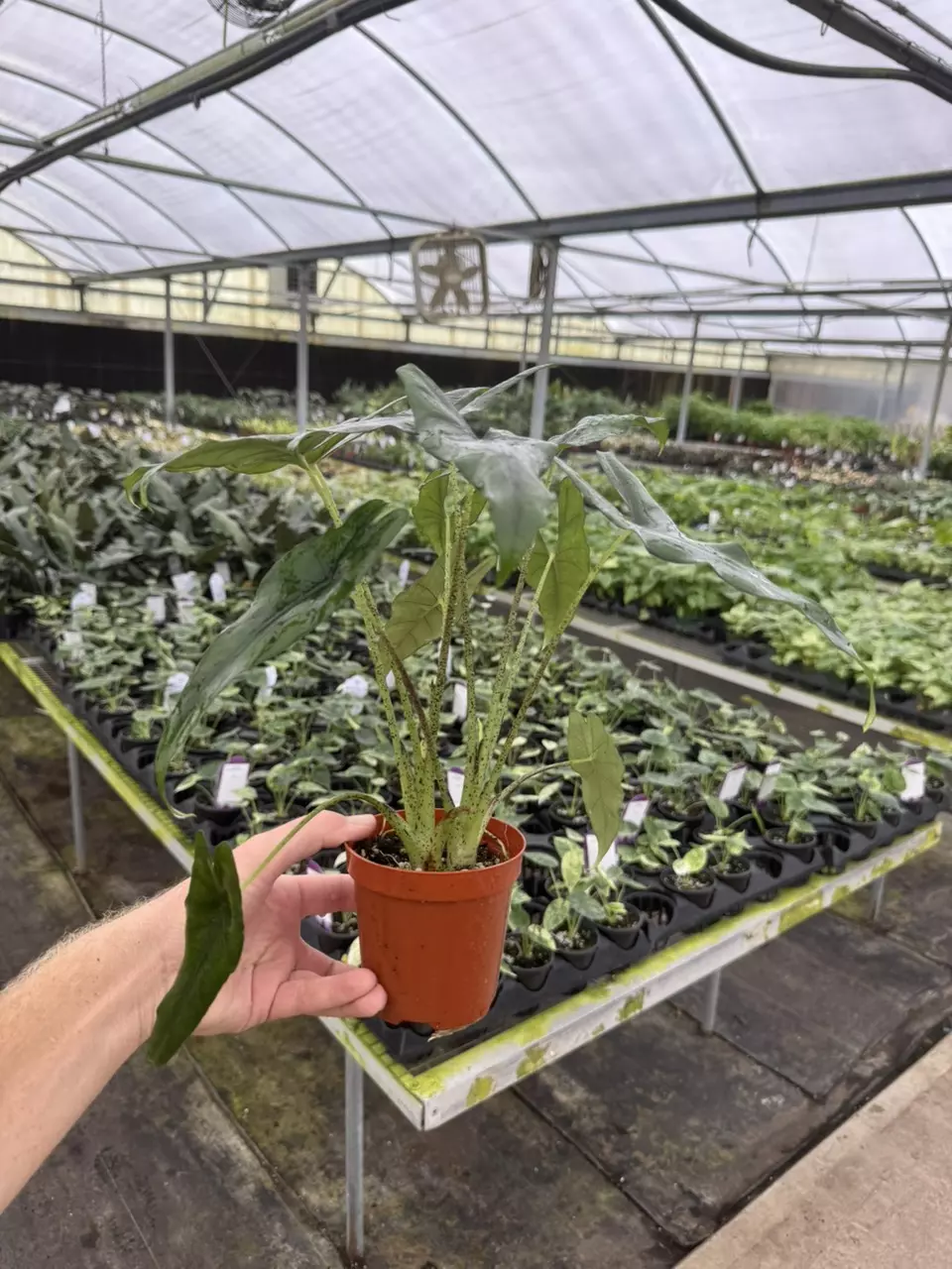 plant/Alocasia purple cloak 4” pot growers choice-6