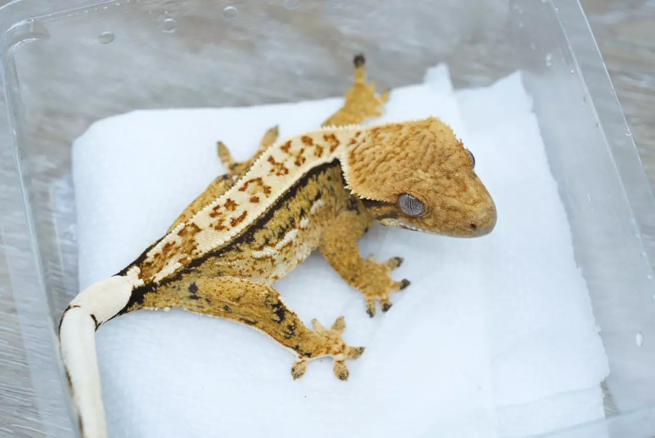 plant/T58 Midas x NG1 Tri color npv-0