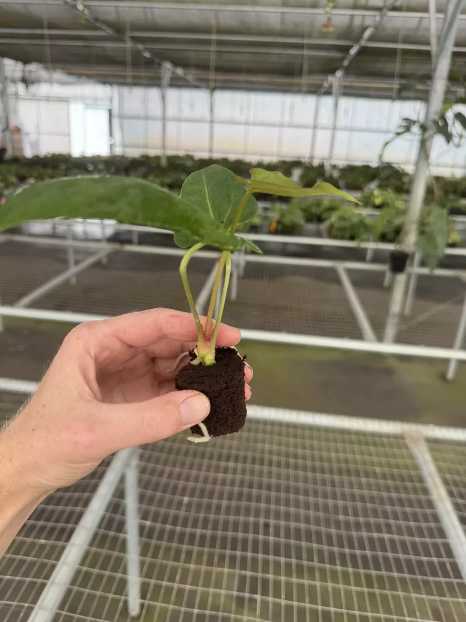 plant/Seed grown anthurium fort Sherman x Warocqueanum starter plant growers choice-7