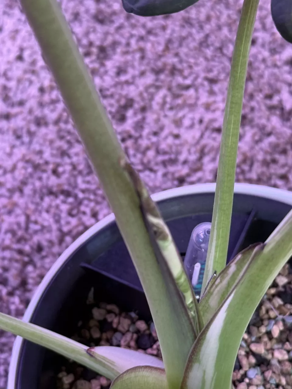 plant/Alocasia Regal Shields Albo – Rare Mother Plant | Purple, Pink Variegation-3