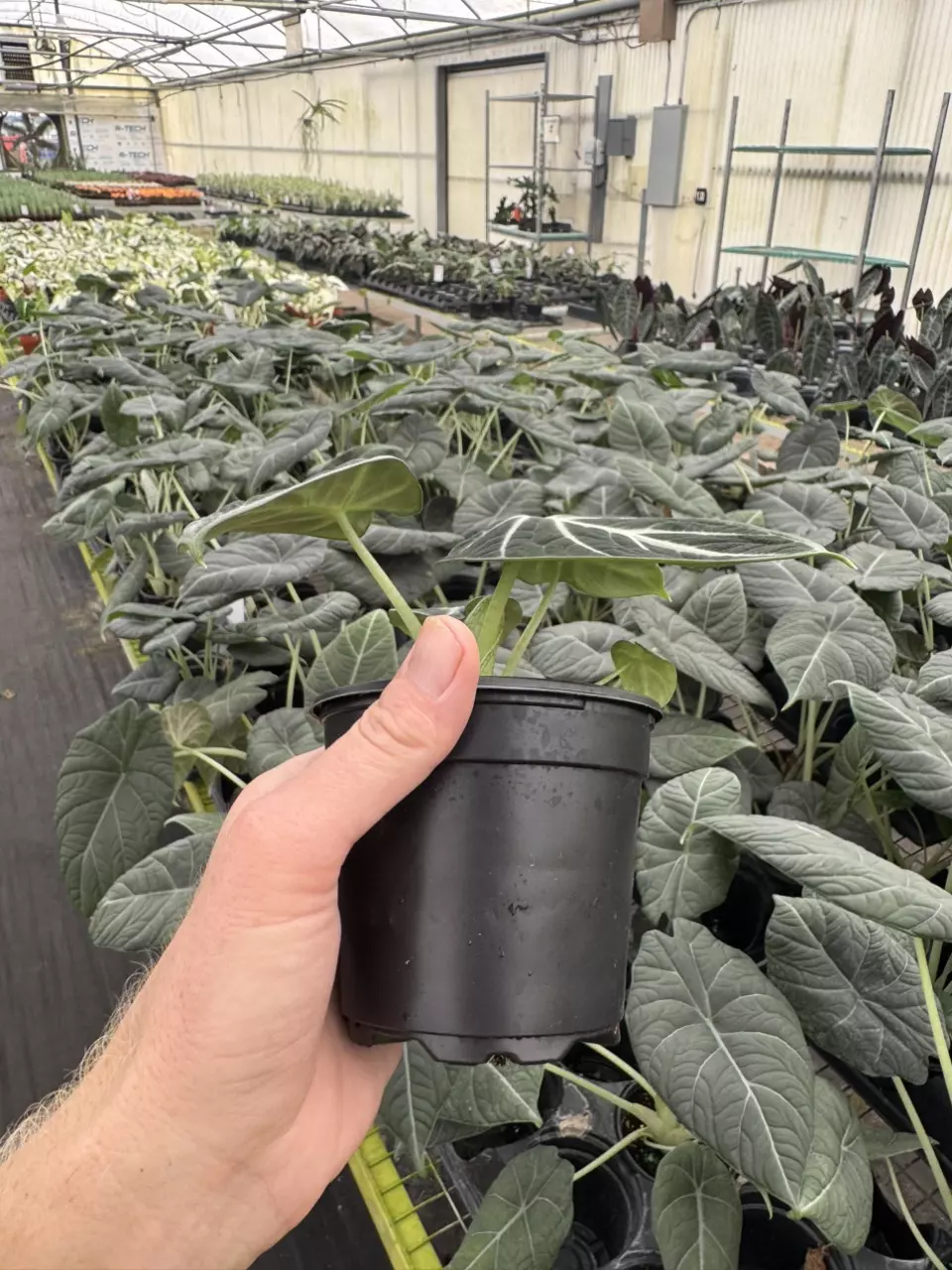plant/Alocasia ninja tricolor 4” pot growers choice-6