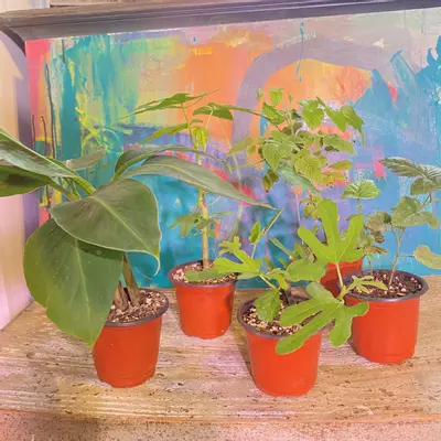 plant/Food Forest Bundle! Includes 5 varieties patio fruits - can be container grown.-2-thumbnail