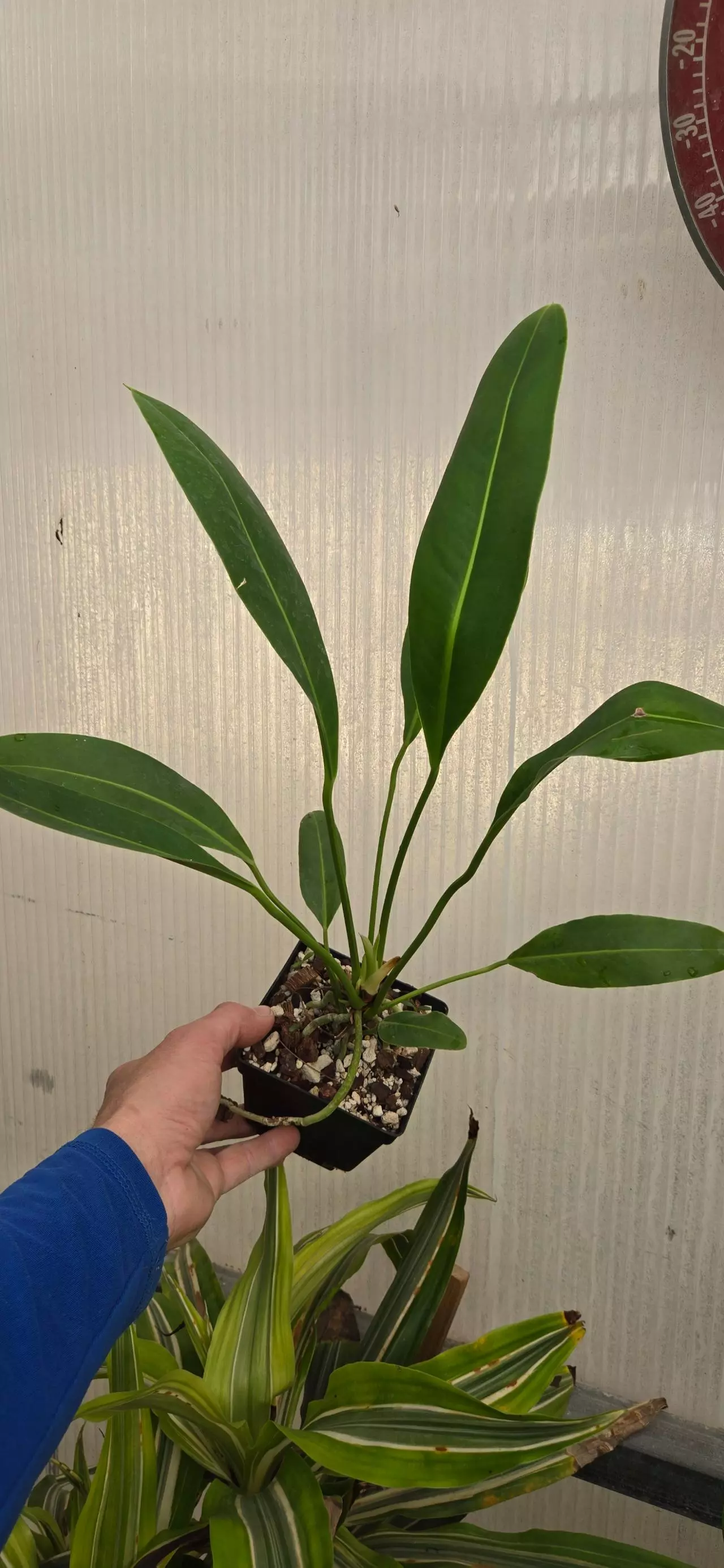 plant/Anthurium willdenowii-1