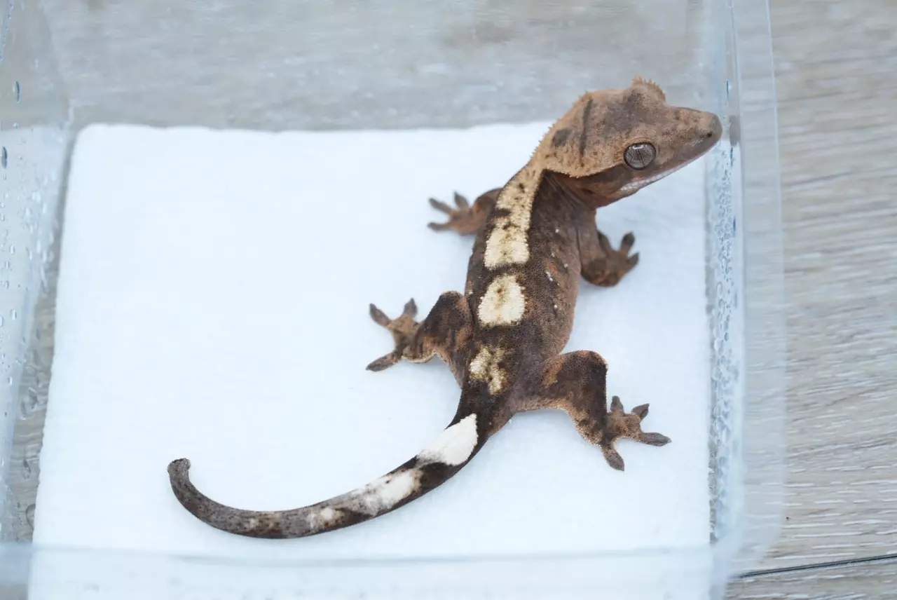 plant/T65 66% het axanthic npv sable yellow base-0