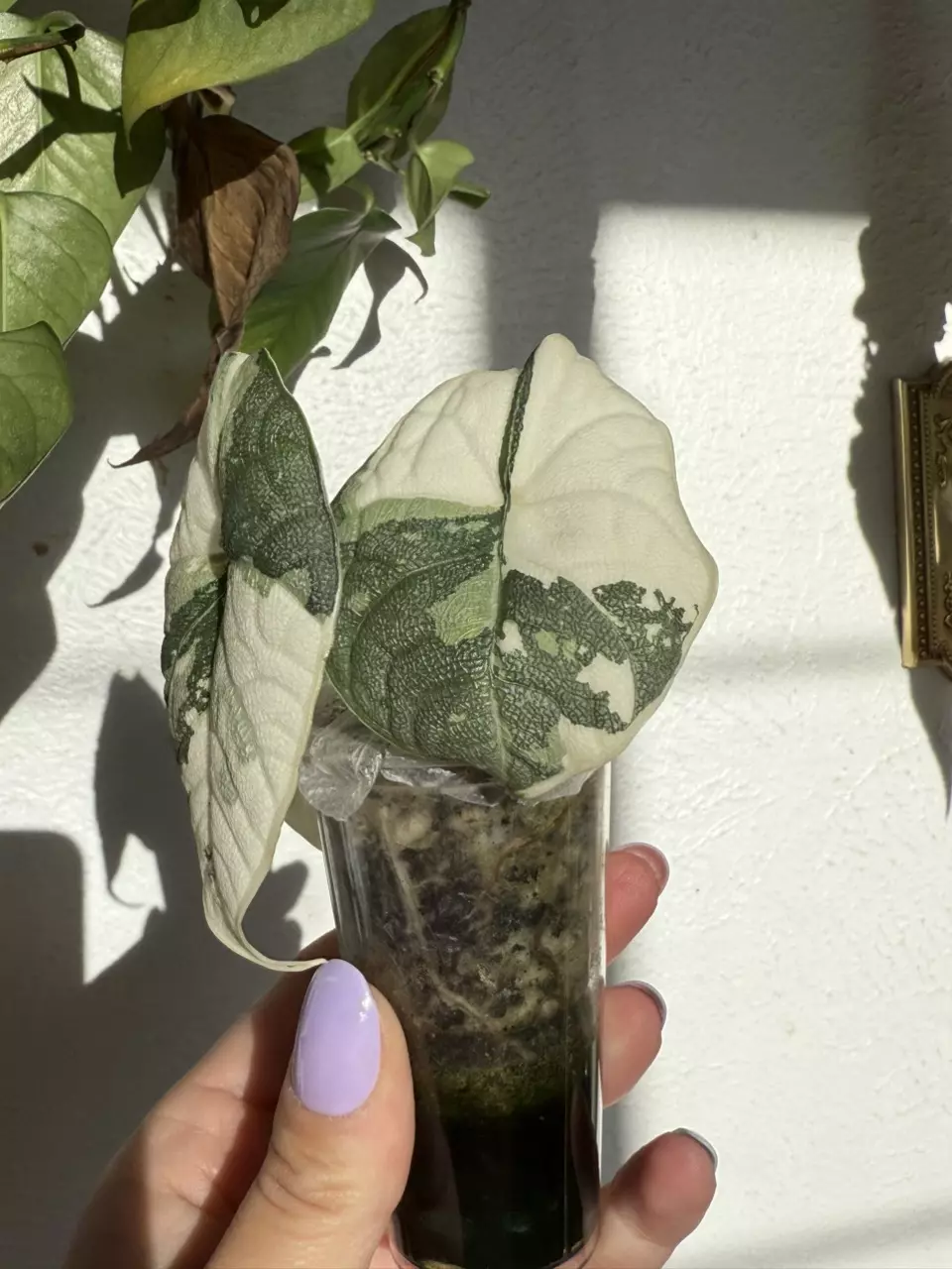 plant/Alocasia Melo Albo – Rare Camo Variegation | Collector’s Specimen-1