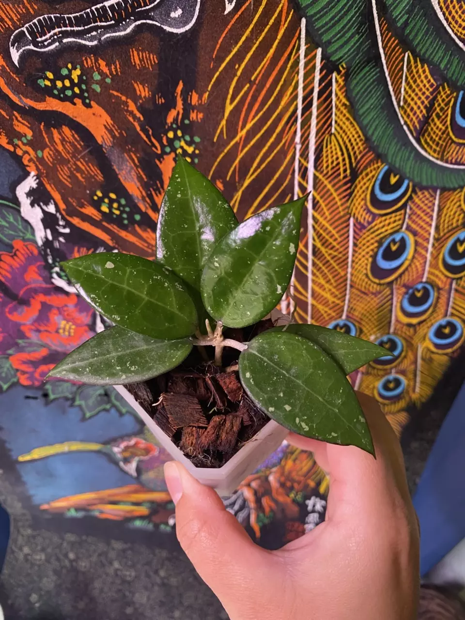 plant/Hoya MA07-0