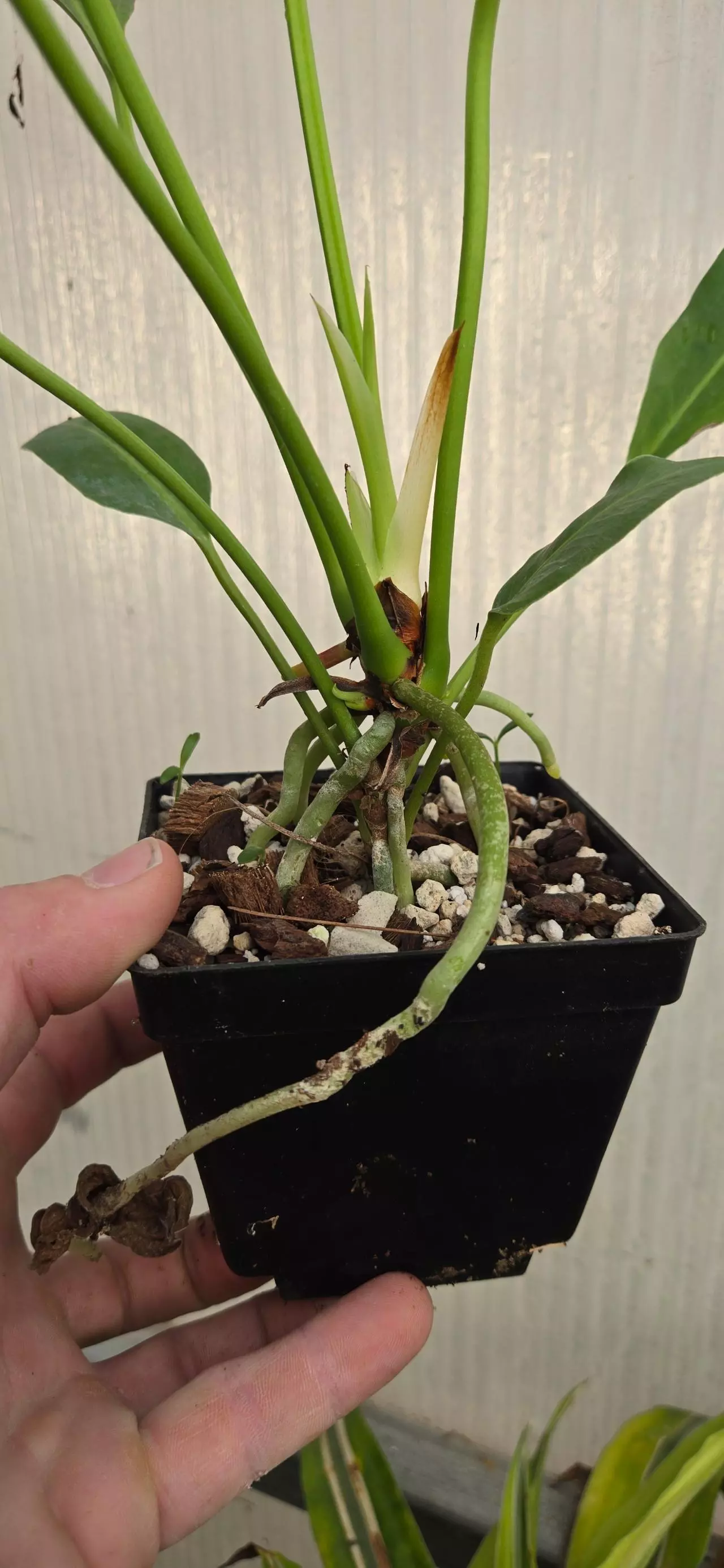 plant/Anthurium willdenowii-2
