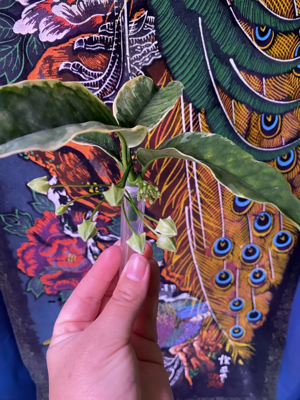 plant/Hoya Multiflora Variegated Cutting with Peduncles-1