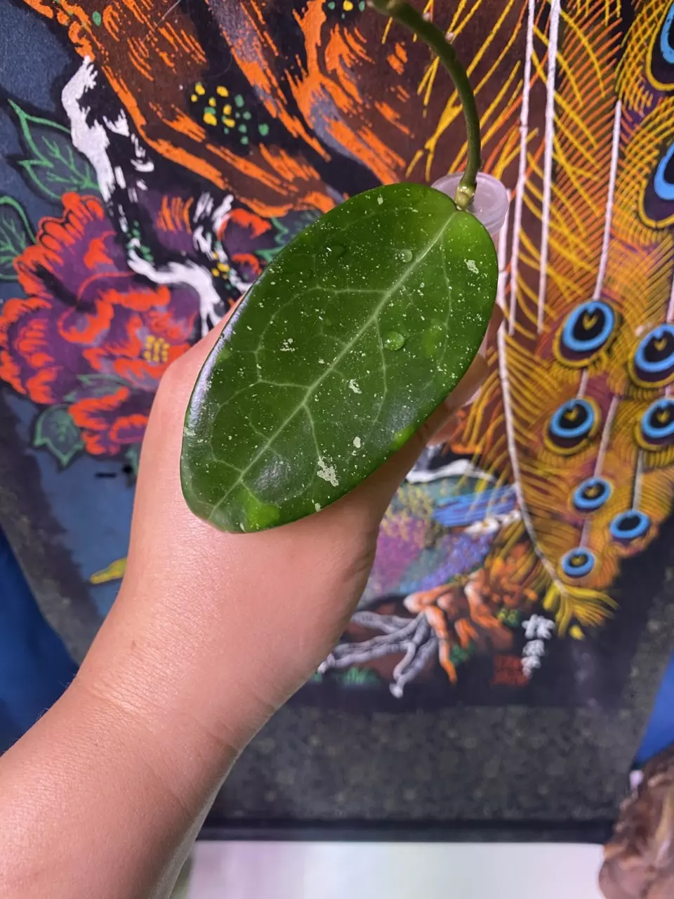 plant/Hoya EPC301 ‘Black Leaves’-0