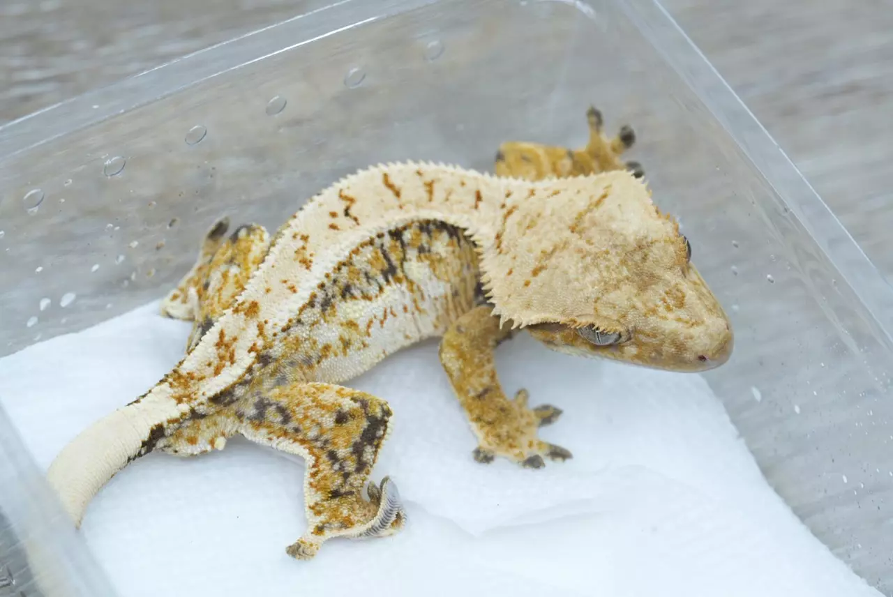 plant/T56 male Midas x Dm Emily tri color holdback-0