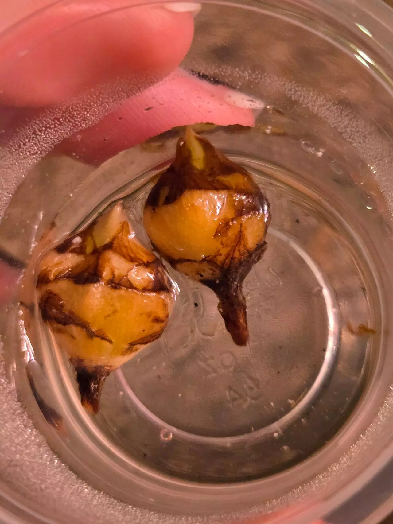 plant/*CORM* Alocasia Regal Shield Albo-5