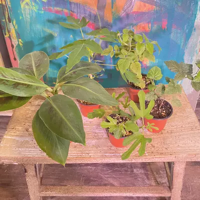 plant/Food Forest Bundle! Includes 5 varieties patio fruits - can be container grown.-3-thumbnail