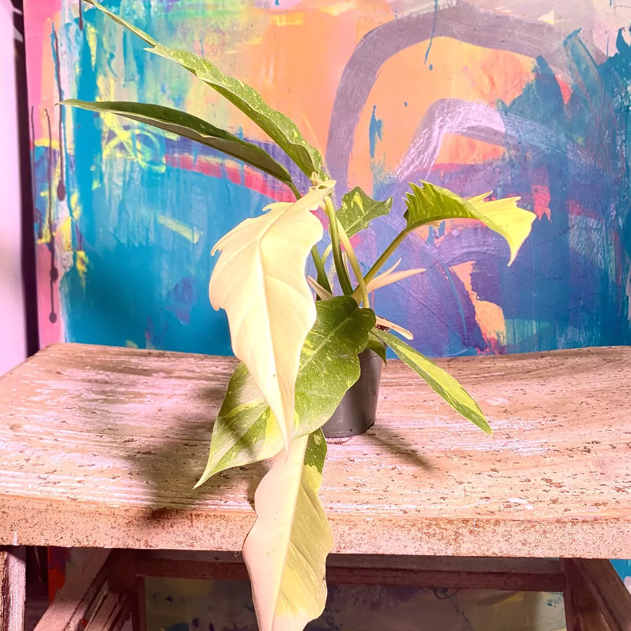 plant/Ring of Fire 🔥 Snowdrift — a rare hybrid-0