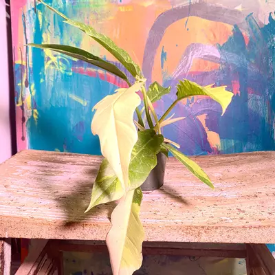 plant/Ring of Fire 🔥 Snowdrift — a rare hybrid-0-thumbnail