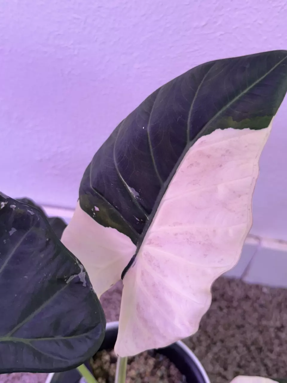 plant/Alocasia Regal Shields Albo – Rare Mother Plant | Purple, Pink Variegation-1
