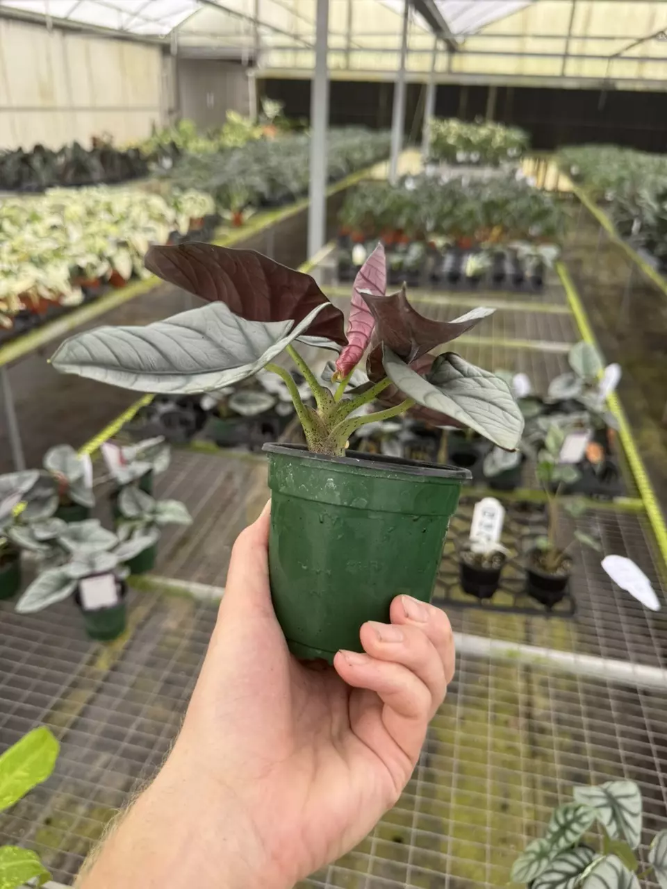 plant/Alocasia nebula Elaine 4” pot growers choice-6