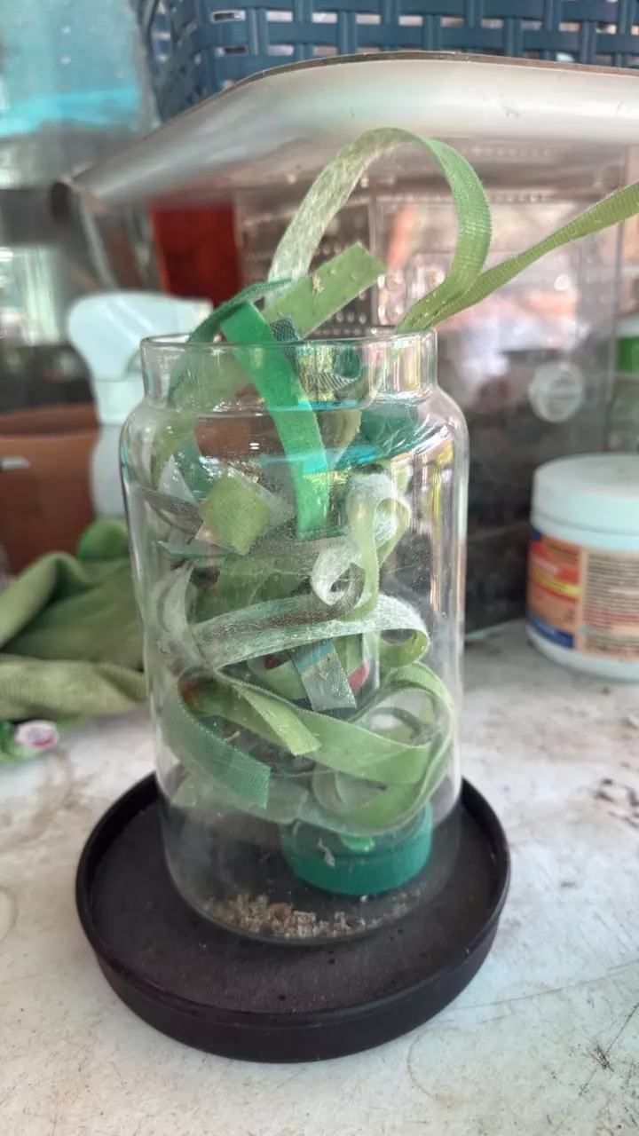 free_shipping/Plant Velcro-0