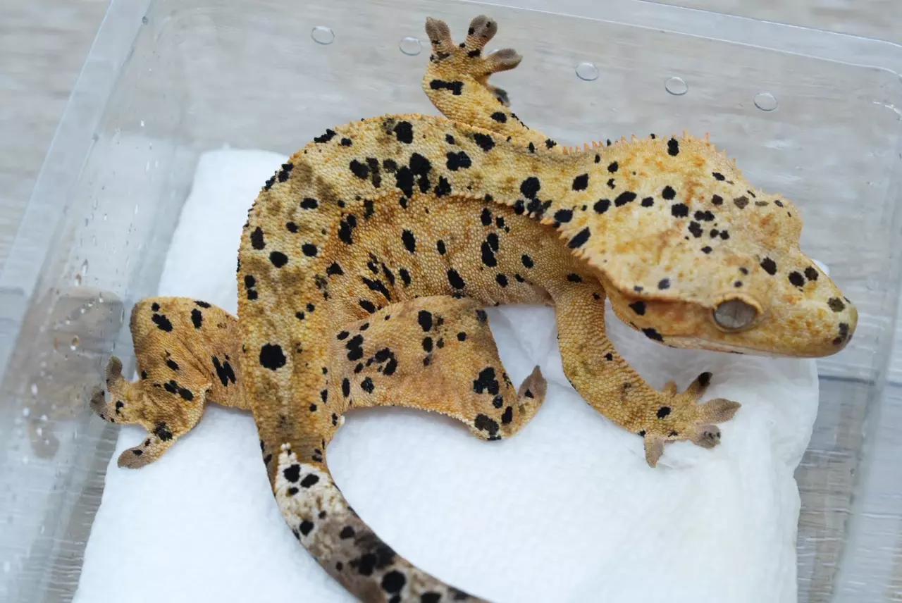 plant/T62 archer x C4 super Dalmatian female-1