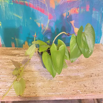 plant/Ube Plant 💜 Purple Yam-3-thumbnail