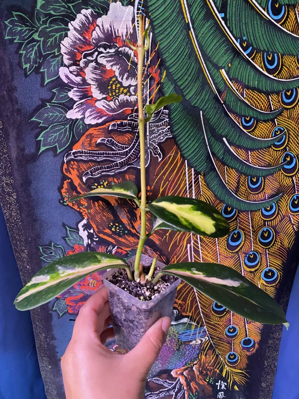 plant/Hoya Diversifolia ‘Maharani’-1