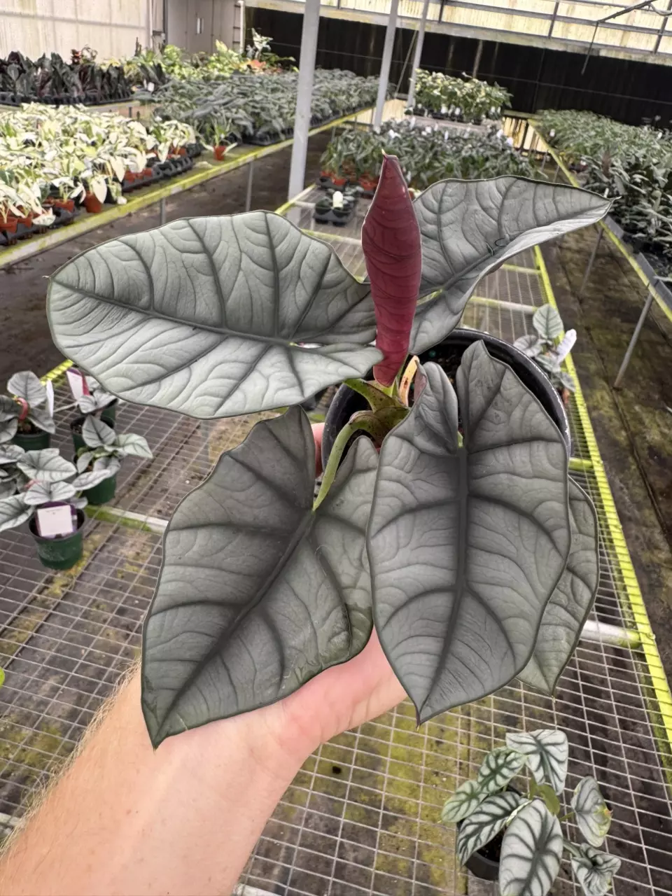 plant/Alocasia nebula Elaine 4” pot growers choice-1