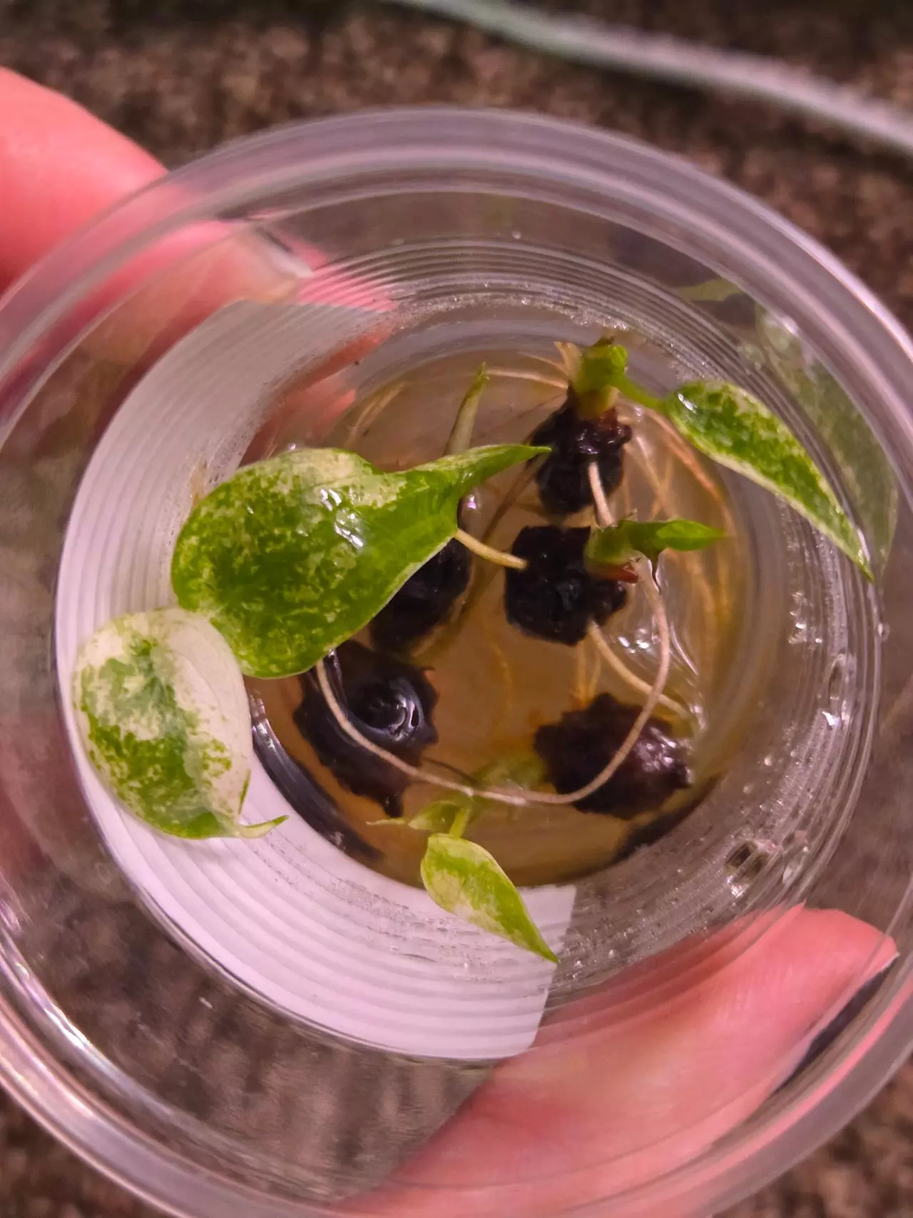 plant/Alocasia Cuculatta Albo/Mint PUP-1