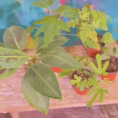 plant/Food Forest Bundle! Includes 5 varieties patio fruits - can be container grown.-0-thumbnail