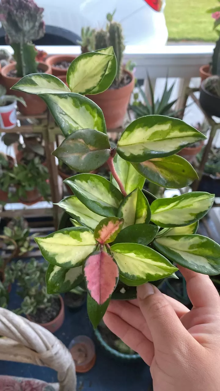plant/Hoya Rubra-0